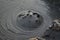 Bubbling crater of a mud volcano, Gobustan National Park Azerbaijan