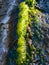 Bubbling freshwater green filamentous algae in rainwater running down rocks on Snake Island