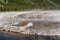 Bubbling geyser pool along Black Sand Basin walkway