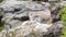 A bubbling mountain stream. Water pours over the stones.