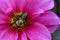 Buble bee on Dahlia blossom