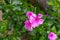 bubles on flowers,beautyfull Watercress flower,pink flowers