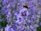 Bubmle bee in the rows of lavender