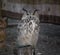 Bubo bubo Bufo-real domestic hunting bird, resting at the campfire, during a medieval event.