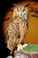 Bubo bubo eagle owl night bird