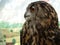 Bubo bubo - Eurasian Eagle Owl, European Eagle owl, close up