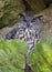 Bubo bubo - horned owl