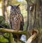 Bubo bubo - horned owl