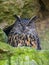 Bubo bubo - horned owl