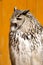 Bubo bubo sibiricus, Western Siberian eagle owl inhabits forest areas of Siberia