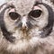 Bubo lacteus, also known as Giant or Milky Eagle Owl