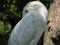 Bubo scandiacus or snowy owl sleeping