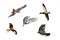 Bubo scaniacus, jackdaw corvus monedula, mallard duck anas platyrhynchos wild birds in flight cut out and isolated