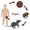 Bubonic plague. Plague bacterium infection scheme: rat-flea-human. Color vector illustration.