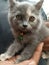 Bubu the kitten very cute cat