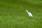 Bubulcus ibis on grassland wetland