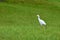 Bubulcus ibis on grassland wetland