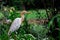 Bubulcus ibis Or Heron Or Commonly know as the Cattle Egret is a cosmopolitan species of heron found in the tropics, subtropics,