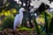 Bubulcus ibis Or Heron Or Commonly know as the Cattle Egret is a cosmopolitan species of heron found in the tropics, subtropics,