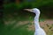 Bubulcus ibis Or Heron Or Commonly know as the Cattle Egret is a cosmopolitan species of heron found in the tropics, subtropics,