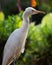 Bubulcus ibis Or Heron Or Commonly know as the Cattle Egret is a cosmopolitan species of heron found in the tropics, subtropics,