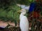 Bubulcus ibis Or Heron Or Commonly know as the Cattle Egret is a cosmopolitan species of heron found in the tropics, subtropics,