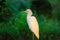 Bubulcus ibis Or Heron Or Commonly know as the Cattle Egret is a cosmopolitan species of heron found in the tropics, subtropics,