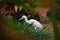 Bubulcus ibis Or Heron Or Commonly know as the Cattle Egret is a cosmopolitan species of heron found in the tropics, subtropics,