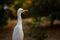 Bubulcus ibis Or Heron Or Commonly know as the Cattle Egret is a cosmopolitan species of heron found in the tropics, subtropics,