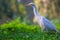 Bubulcus ibis Or Heron Or Commonly know as the Cattle Egret is a cosmopolitan species of heron found in the tropics, subtropics,