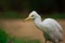 Bubulcus ibis Or Heron Or Commonly know as the Cattle Egret is a cosmopolitan species of heron found in the tropics, subtropics,