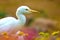 Bubulcus ibis Or Heron Or Commonly know as the Cattle Egret is a cosmopolitan species of heron found in the tropics, subtropics,