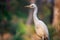 Bubulcus ibis Or Heron Or Commonly know as the Cattle Egret is a cosmopolitan species of heron found in the tropics, subtropics,