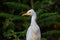 Bubulcus ibis Or Heron Or Commonly know as the Cattle Egret is a cosmopolitan species of heron found in the tropics, subtropics,