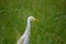 Bubulcus ibis Or Heron Or Commonly know as the Cattle Egret is a cosmopolitan species of heron found in the tropics, subtropics,