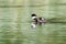 Bucephala clangula, Common Goldeneye