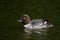 Bucephala clangula, Goldeneye