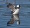 Bucephalus alveolar bufflehead drake duck