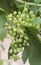 Buch of Developing Sultana Grapes.