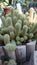 Bucharest botanical garden green house - cactus with thorns and spikes