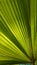 Bucharest botanical garden green house - palm tree leaf texture