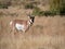 Buck Antelope Facing the Camera