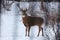 Buck with antlers 4 - White-tailed deer in wintry setting - Odocoileus virginianus