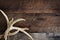 Buck Antlers over Rustic Background