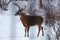 Buck with antlers in profile - White-tailed deer in wintry setting - Odocoileus virginianus