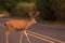 Buck Crossing the Road