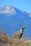 Buck Deer mComing Over the Hill in Front of Pikes Peak