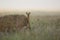 Buck deer in the morning mist