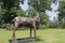 BUCK DEER... Recycled metal art sculpture (tools, grates, metal plates)