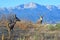 A Buck and Doe Deer Exchange Glance at Mating Season